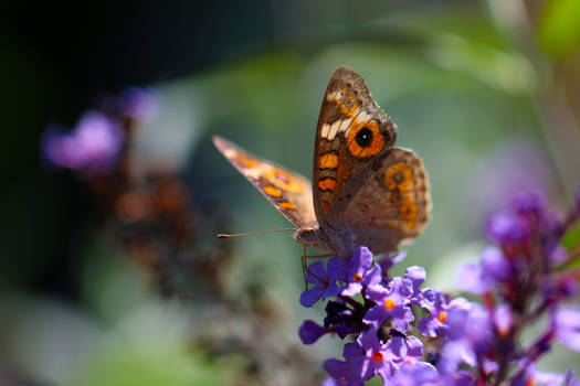 Butterfly in the Afternoon Sun