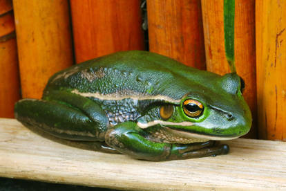 Green and Gold Bell Frog
