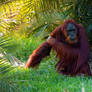 Orangutan - Captures
