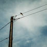 Bird on the Powerline