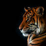 The Tigers Glare