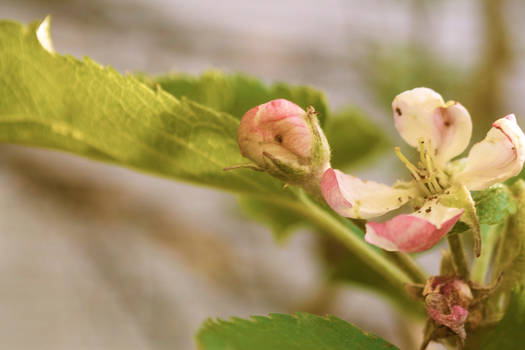 Spring in Maine 2012. Late Bloomer