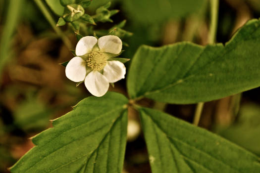 Spring in Maine 2012. White Flower