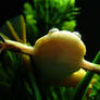 Xenopus laevis I