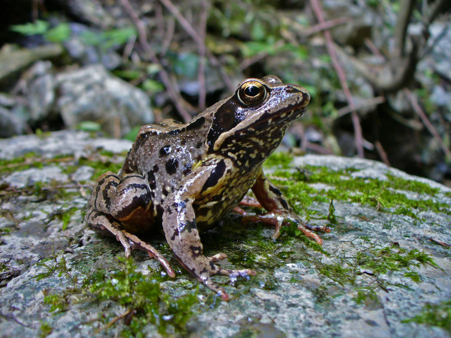 Rana temporaria II by Xenopuslaevisfan on DeviantArt