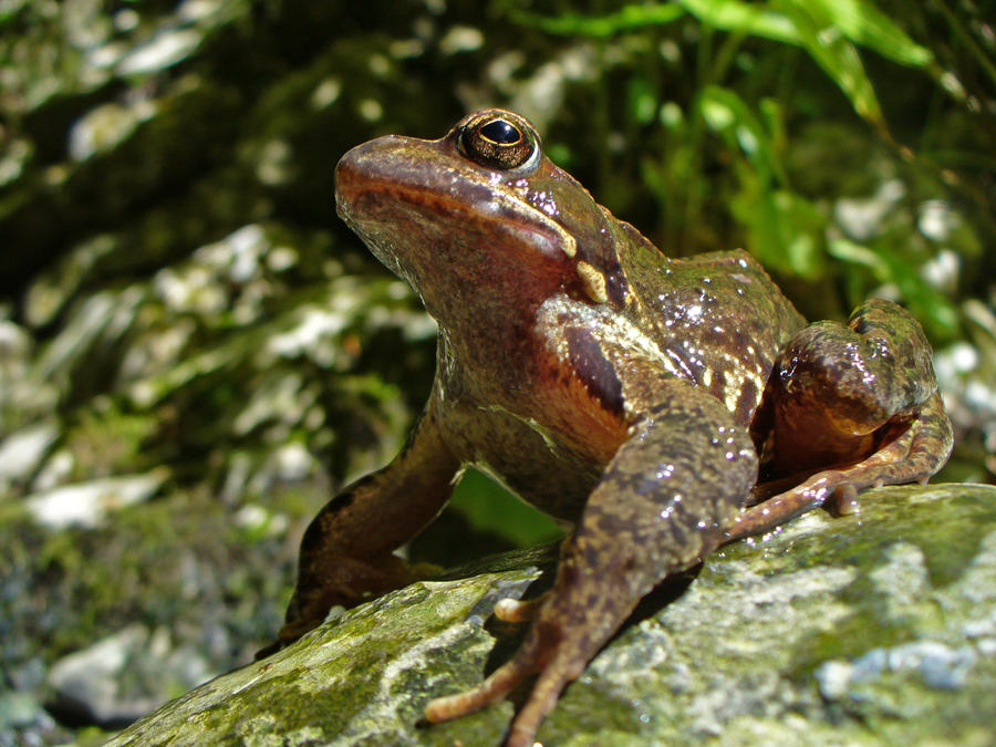 Rana temporaria VII