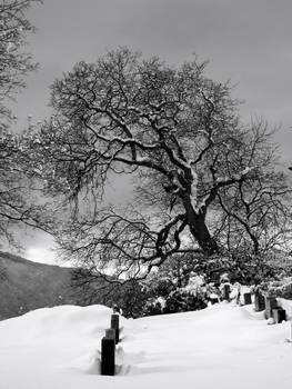 Churchyard