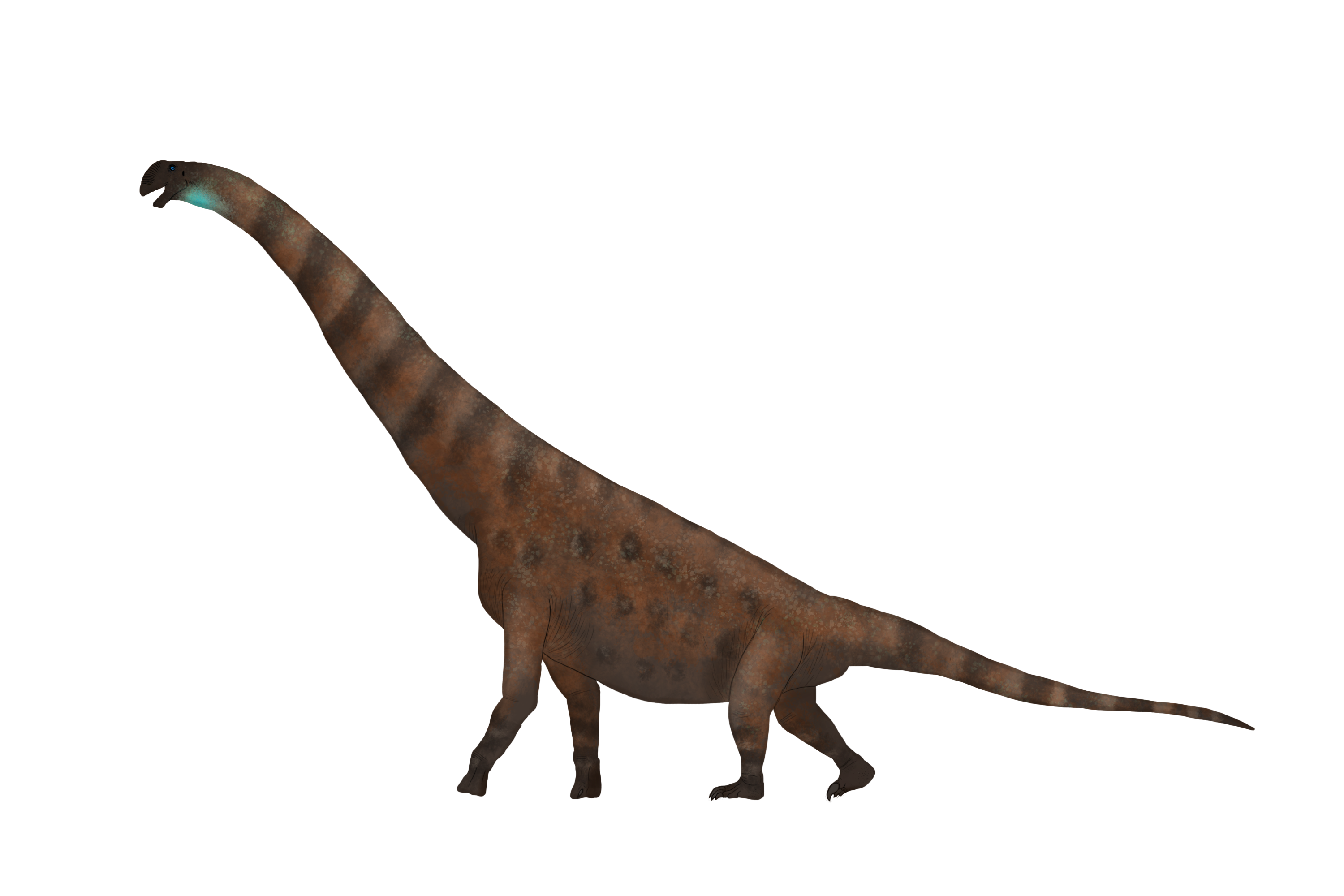 Brachiosaurus altithorax (Riggs, 1903) by Zoosparkle on DeviantArt