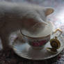 tea for kitty