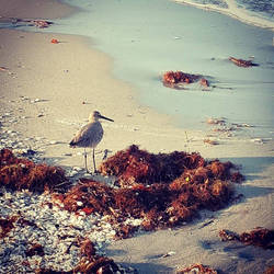 beach bird