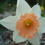 What A Pretty Flower