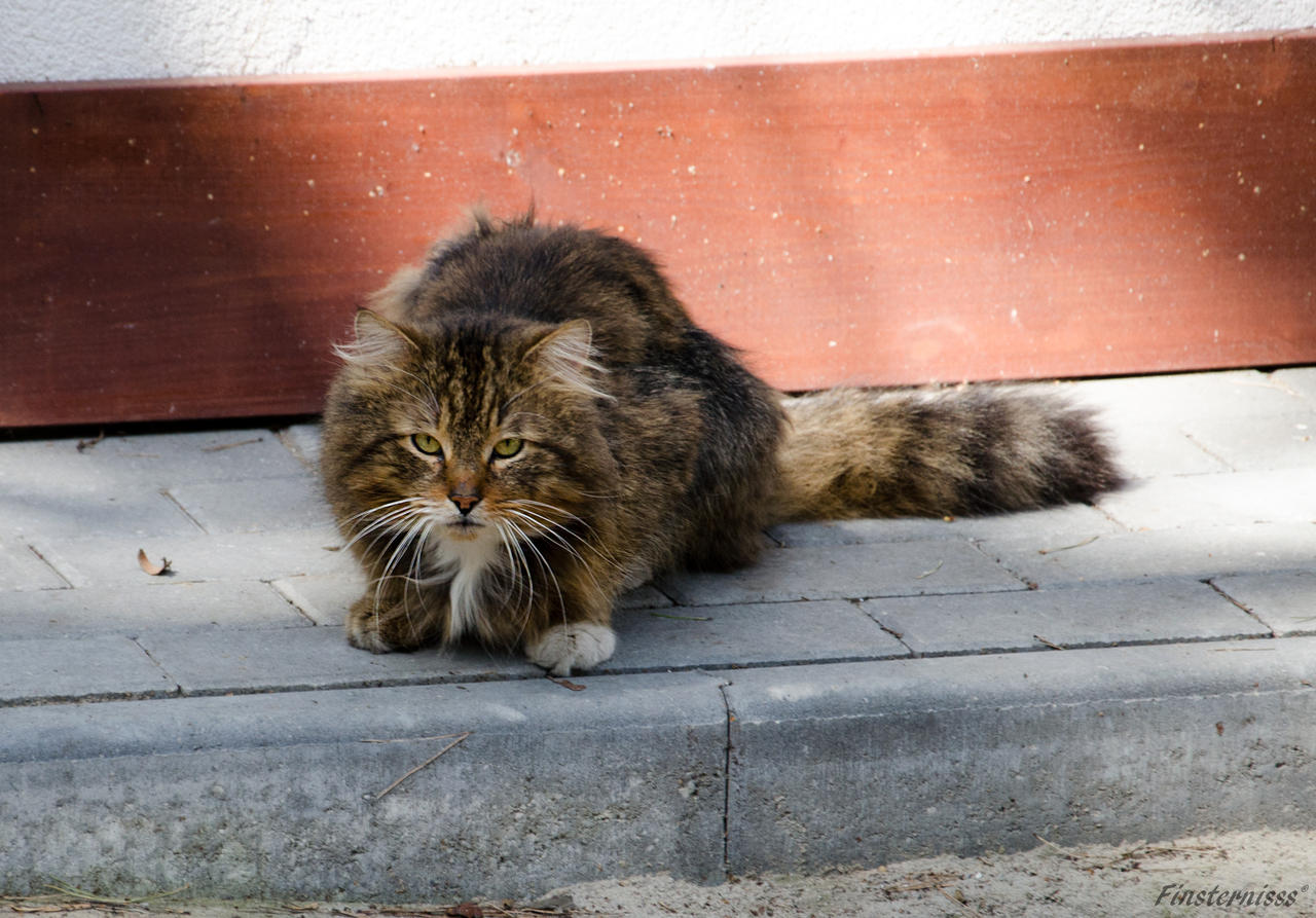 Beautiful wild cat