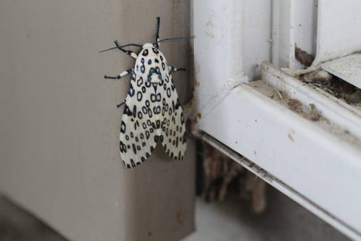 Strange moth