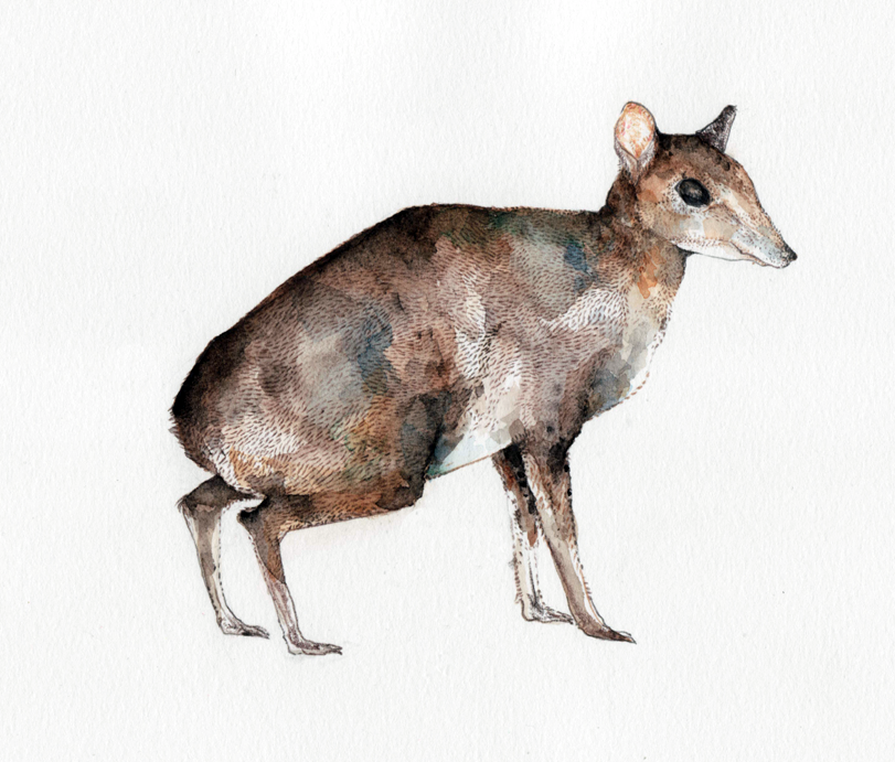 alessermousedeerdrawing.