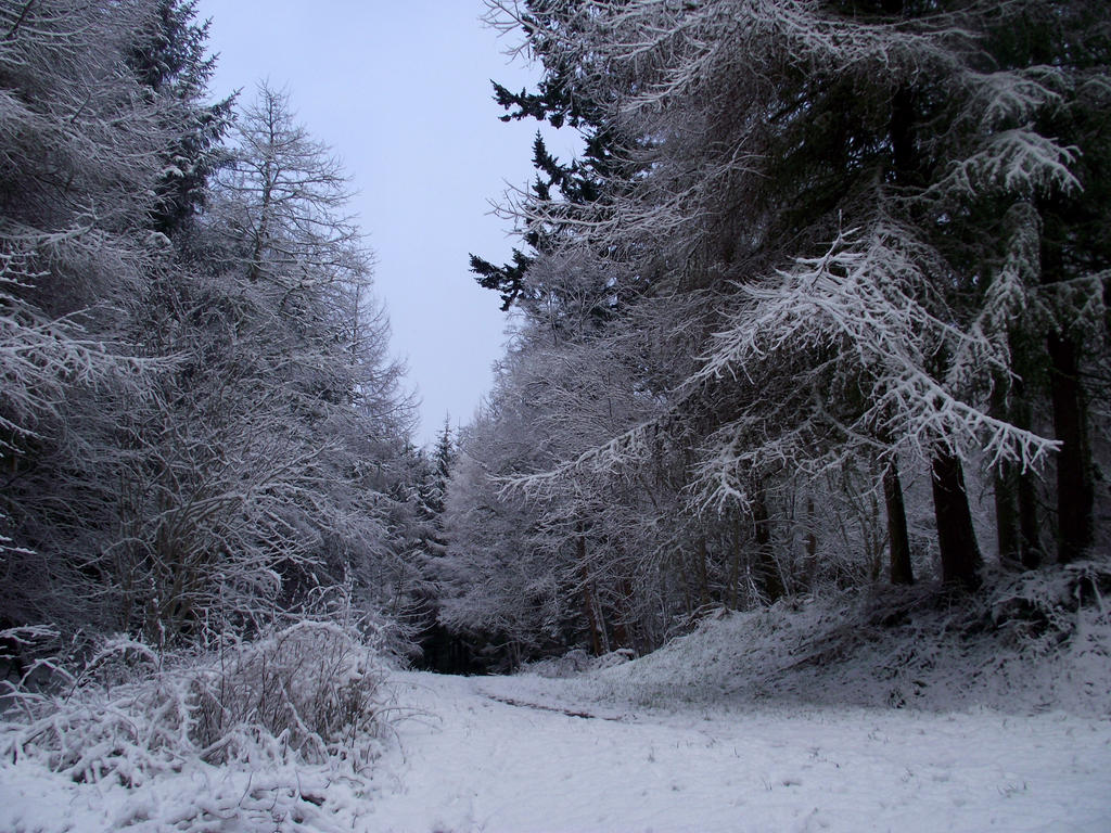 Craig Phadrig Forest in snow 2