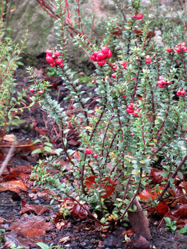 Red berries