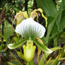 Paphiopedilum maudiae