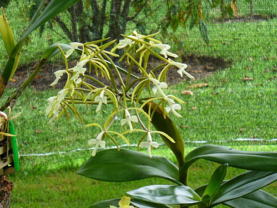 Epidendrum leucochilum