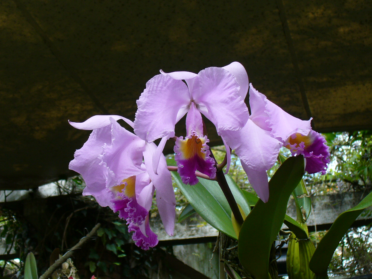 Cattleya trianae