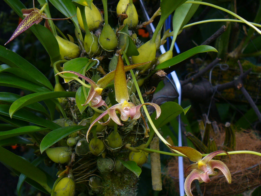 Bulbophyllum lobbii