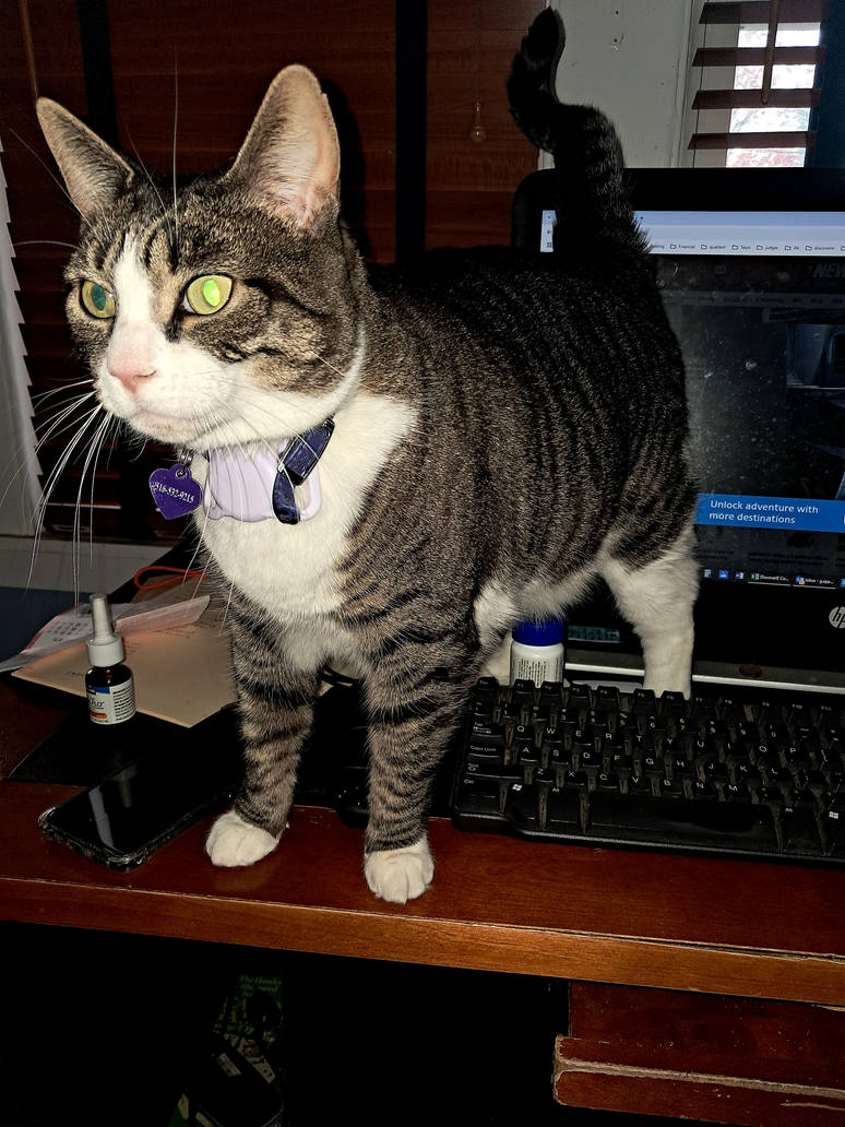 Anime, Cat Made Reality by Ply32 on DeviantArt