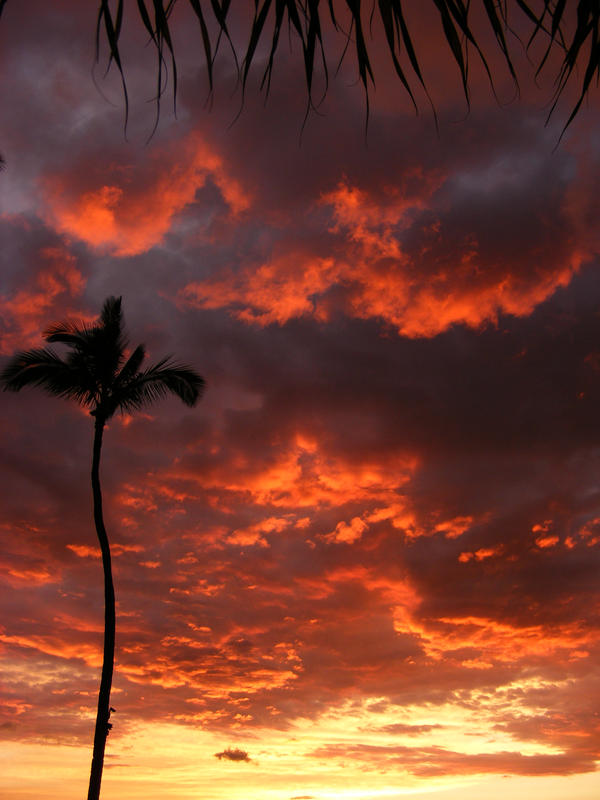 Sunset with the palm tree...