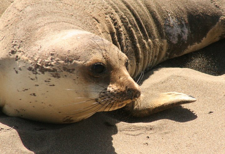 Sweet Elephant Seal