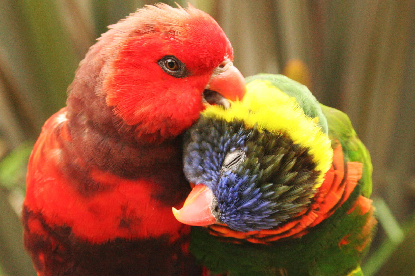 Lorikeets - Rainbows of Color