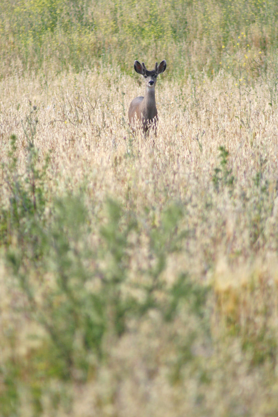 Young Buck