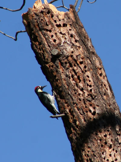 Acorn Woodpecker