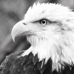 Bald Eagle in BW