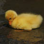 Yellow Gosling - 3