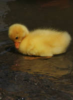 Yellow Gosling - 3