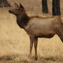 Elk