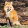 The Sleepy Red Fox