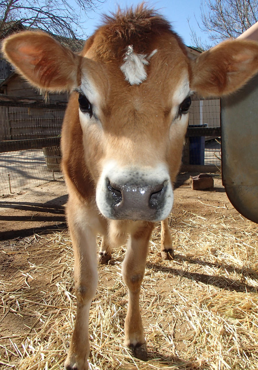 Precious Baby Cow