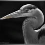 Great Blue Heron - BW