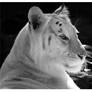 The White Tiger