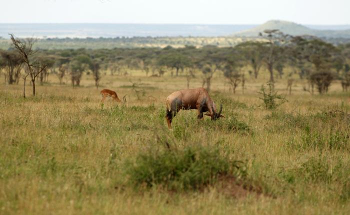 Grazin antilope in Eritrea