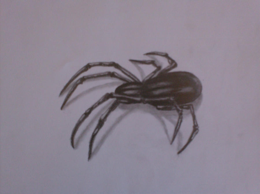 Spider Insect Deviantart spider by inesnunes on DeviantArt
