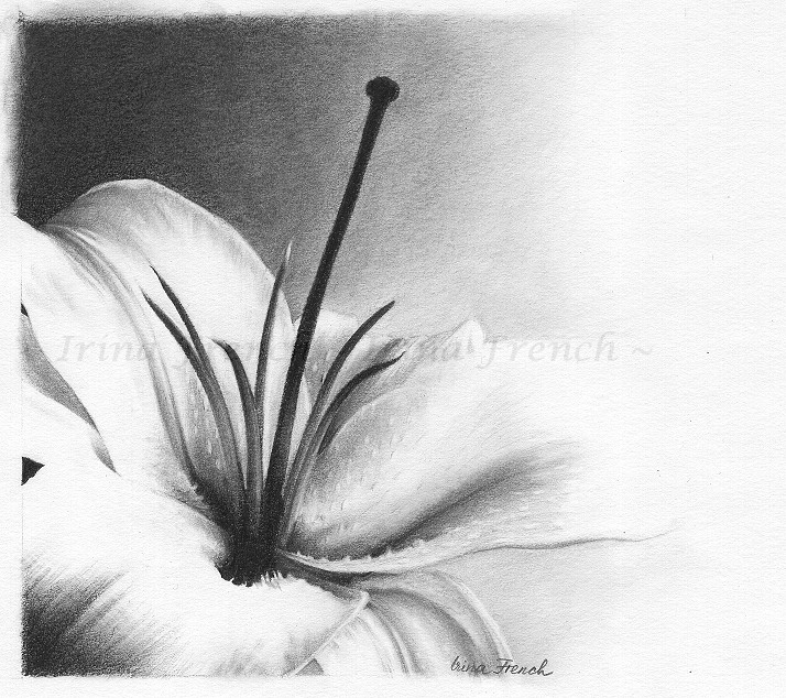 White Lily by Ameryn