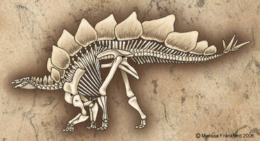 Stegosaurus Skeleton