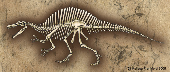 Spinosaurus Skeleton by mmfrankford on DeviantArt