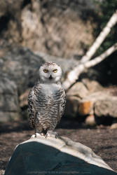 Snowy Owl by Lentziu