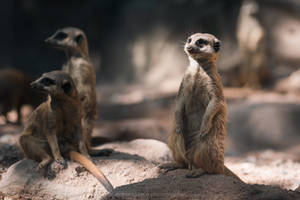 Meerkats