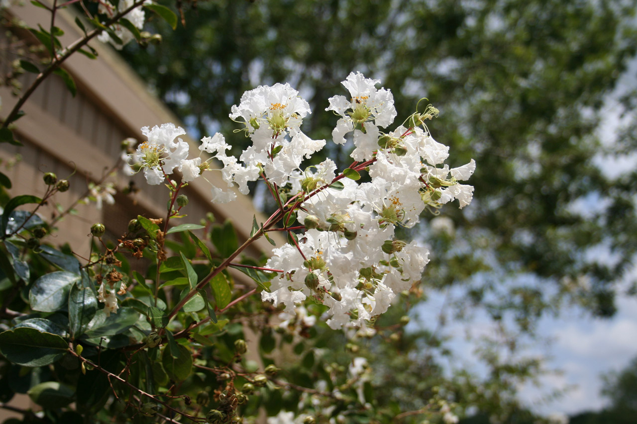 Summer Bloom