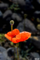 Poppy