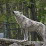 Wolf 2