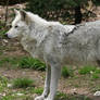 wolf 5