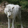 Wolf 5